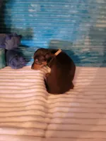 Robby, a male Dachshund for sale in Live Oak, FL – Photo 8 of 8