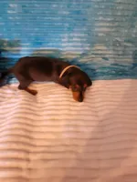 Robby, a male Dachshund for sale in Live Oak, FL – Photo 6 of 8