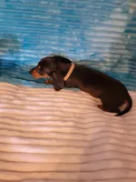 Robby, a male Dachshund for sale in Live Oak, FL – Photo 2 of 8