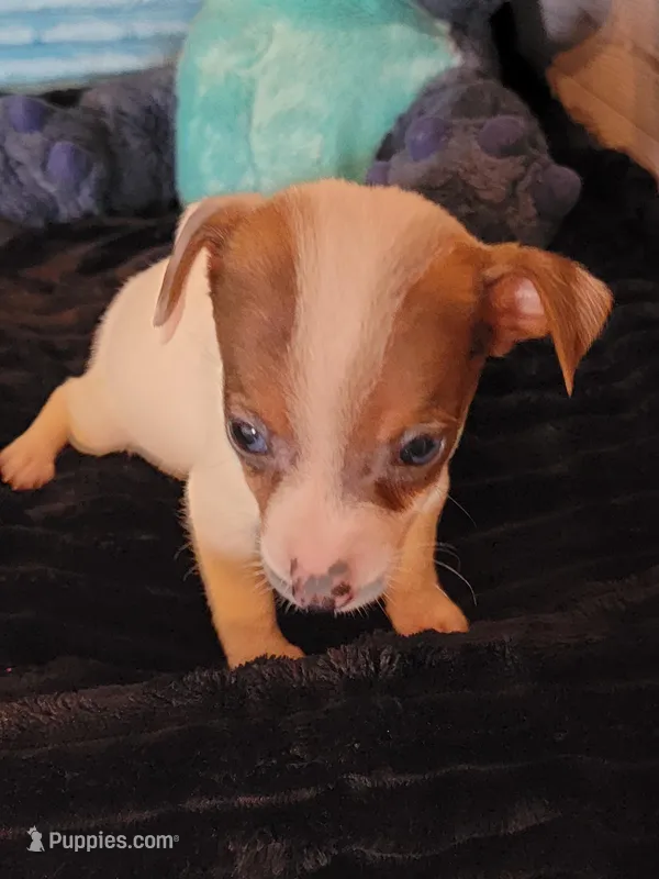 Ray – Jack Russell Terrier puppy for sale in Live Oak, FL