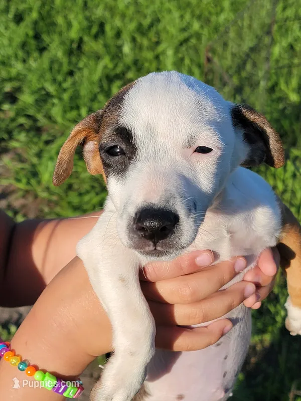 Rainbow – Jack Russell Terrier puppy for sale in Live Oak, FL