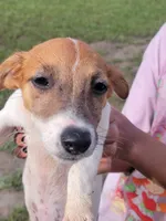 Sasha, a female Jack Russell Terrier for sale in Live Oak, FL – 2 of 8