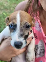 Sugar, a female Jack Russell Terrier for sale in Live Oak, FL – 5 of 7