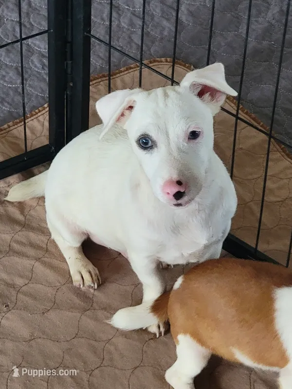 Jack – Jack Russell Terrier puppy for sale in Live Oak, FL
