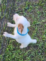 Hank, a male Jack Russell Terrier for sale in Live Oak, FL – 6 of 8