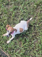 Sugar, a female Jack Russell Terrier for sale in Live Oak, FL – 2 of 7