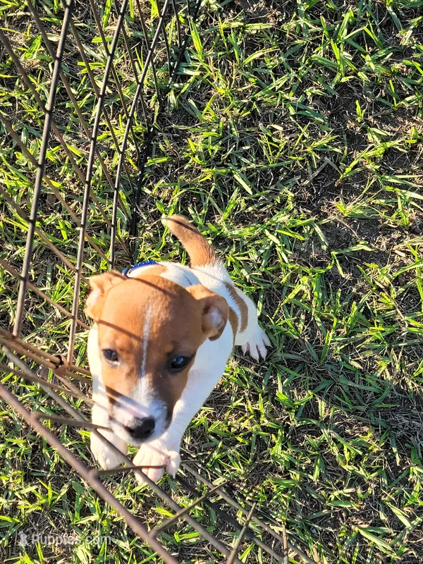 Cole – Jack Russell Terrier puppy for sale in Live Oak, FL