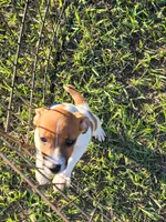 Cole, a male Jack Russell Terrier for sale in Live Oak, FL – 1 of 7