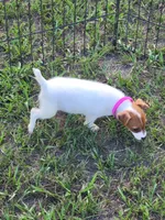 Jemma, a female Jack Russell Terrier for sale in Live Oak, FL – 2 of 8