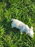 Reba, a female Jack Russell Terrier for sale in Live Oak, FL – 4 of 8