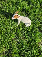 Roxy, a female Jack Russell Terrier for sale in Live Oak, FL – 6 of 8