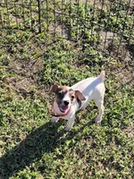 Lovey, a female Jack Russell Terrier for sale in Live Oak, FL – 6 of 6