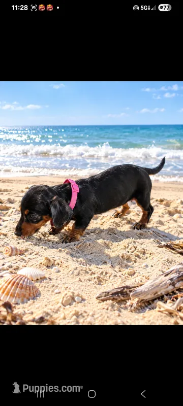 Daisy – Miniature Dachshund puppy for sale in Live Oak, FL