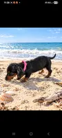 Daisy, a female Miniature Dachshund for sale in Live Oak, FL – 1 of 7