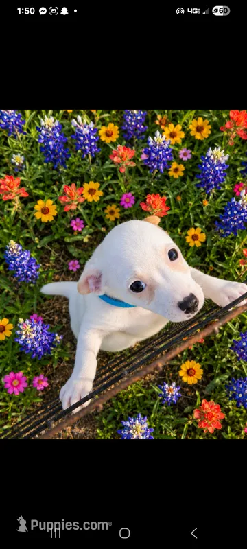 Hank – Jack Russell Terrier puppy for sale in Live Oak, FL