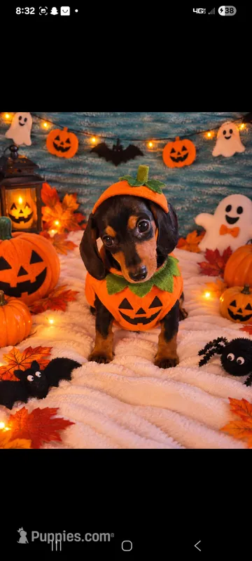 Wesson – Miniature Dachshund puppy for sale in Live Oak, FL