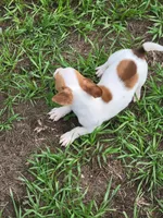 Rocco, a male Jack Russell Terrier for sale in Live Oak, FL – 5 of 8