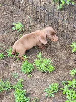 Rosalie, a female Dachshund for sale in Live Oak, FL – 3 of 10