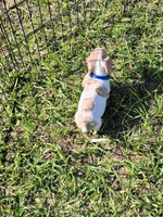 Sam, a male Dachshund for sale in Live Oak, FL – 6 of 8