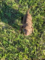 Neo, a male Miniature Dachshund for sale in Live Oak, FL – 3 of 3