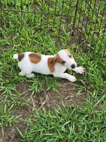 Rocco, a male Jack Russell Terrier for sale in Live Oak, FL – 3 of 8