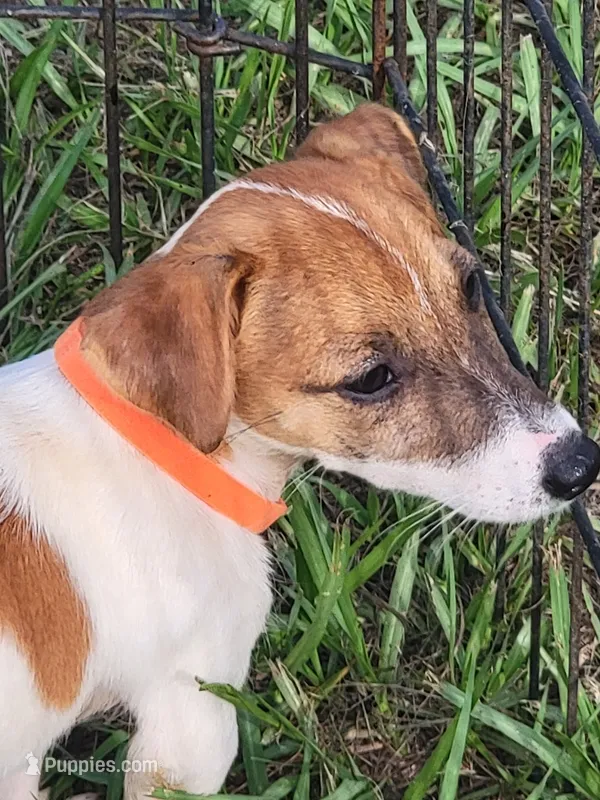 Sasha – Jack Russell Terrier puppy for sale in Live Oak, FL