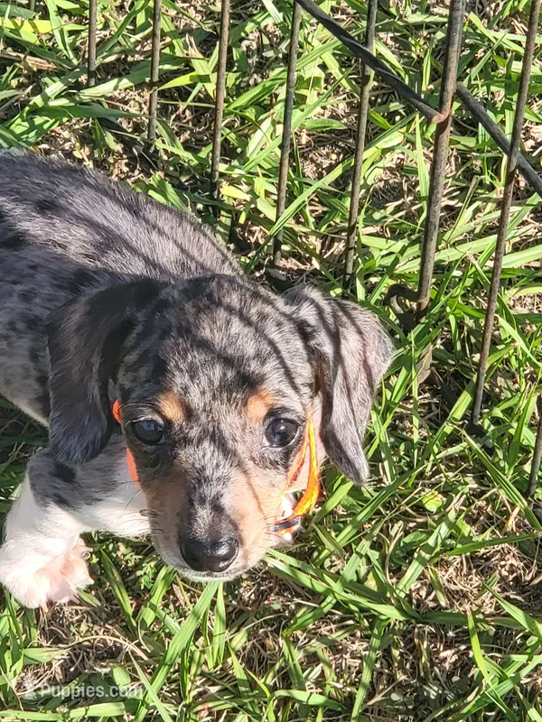 Skye – Dachshund puppy for sale in Live Oak, FL