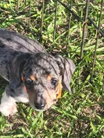 Skye, a female Dachshund for sale in Live Oak, FL – 1 of 7