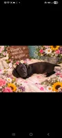 Remington, a male Miniature Dachshund for sale in Live Oak, FL – 3 of 8