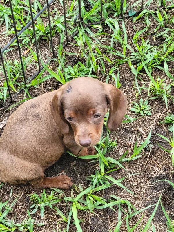 Rosalie – Dachshund puppy for sale in Live Oak, FL