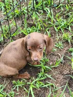 Rosalie, a female Dachshund for sale in Live Oak, FL – 1 of 10