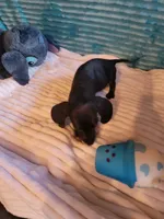 Remington, a male Miniature Dachshund for sale in Live Oak, FL – 4 of 8