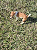 Jace, a male Jack Russell Terrier for sale in Live Oak, FL – 5 of 8