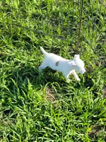 Reba, a female Jack Russell Terrier for sale in Live Oak, FL – 5 of 8