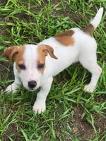 Rocco, a male Jack Russell Terrier for sale in Live Oak, FL – 2 of 8