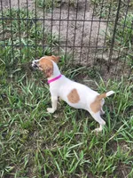 Sugar, a female Jack Russell Terrier for sale in Live Oak, FL – 3 of 7