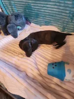 Remington, a male Miniature Dachshund for sale in Live Oak, FL – 8 of 8