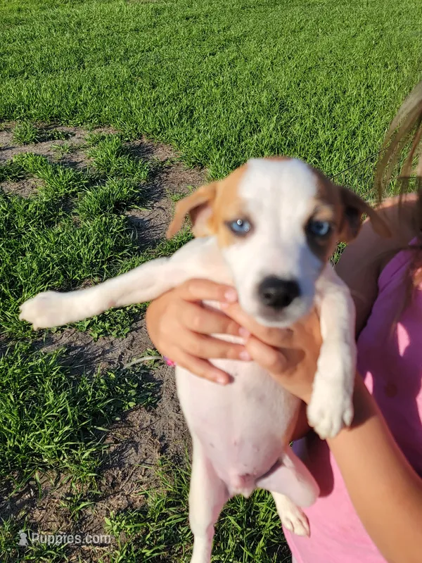 Robby – Jack Russell Terrier puppy for sale in Live Oak, FL