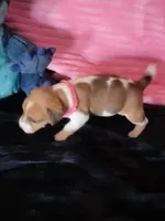 Ladybug, a female Jack Russell Terrier for sale in Live Oak, FL – Photo 4 of 8