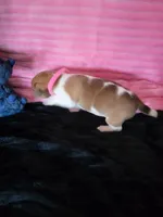 Ladybug, a female Jack Russell Terrier for sale in Live Oak, FL – Photo 8 of 8