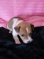 Ladybug, a female Jack Russell Terrier for sale in Live Oak, FL – Photo 6 of 8