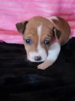 Ladybug, a female Jack Russell Terrier for sale in Live Oak, FL – Photo 1 of 8