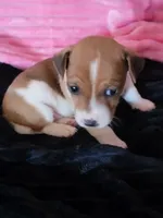 Ladybug, a female Jack Russell Terrier for sale in Live Oak, FL – Photo 3 of 8