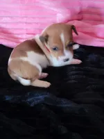 Ladybug, a female Jack Russell Terrier for sale in Live Oak, FL – Photo 5 of 8