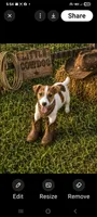 Joey, a male Jack Russell Terrier for sale in Live Oak, FL – 3 of 6