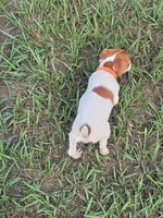 Sasha, a female Jack Russell Terrier for sale in Live Oak, FL – 5 of 8