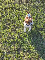 Cole, a male Jack Russell Terrier for sale in Live Oak, FL – 6 of 7