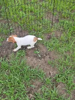 Ryker, a male Jack Russell Terrier for sale in Live Oak, FL – 3 of 7
