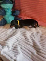 Sunflower , a female Miniature Dachshund for sale in Live Oak, FL – 4 of 9