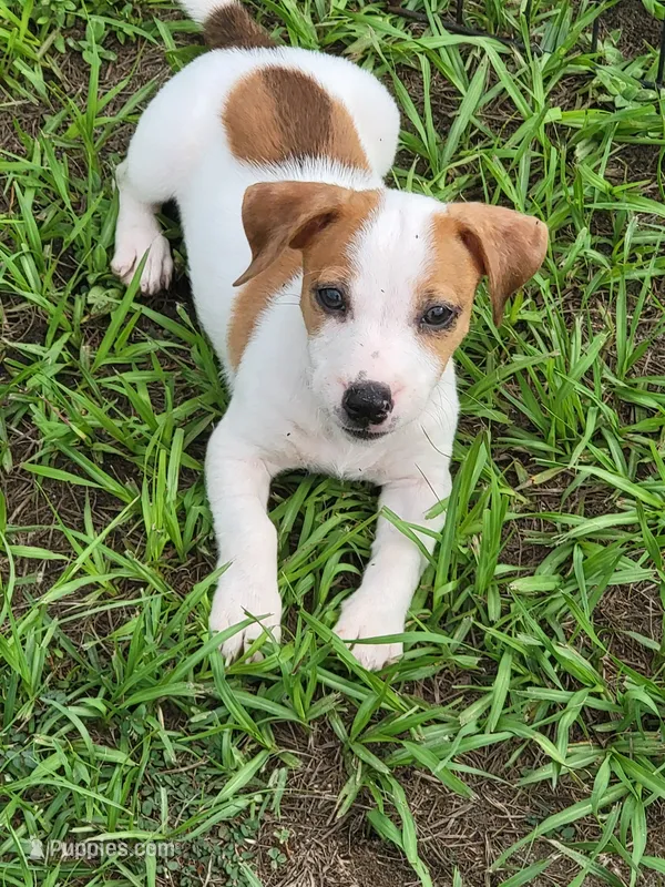 Rocco – Jack Russell Terrier puppy for sale in Live Oak, FL